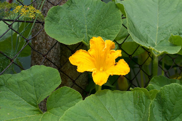 kwiat dyni, podobno jadylny, ja nie próbowałam.