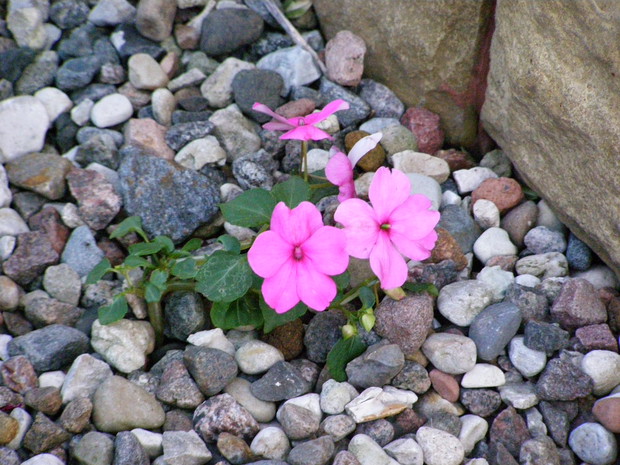 Kwiatki rosną wszędzie nawet w kamykach:)