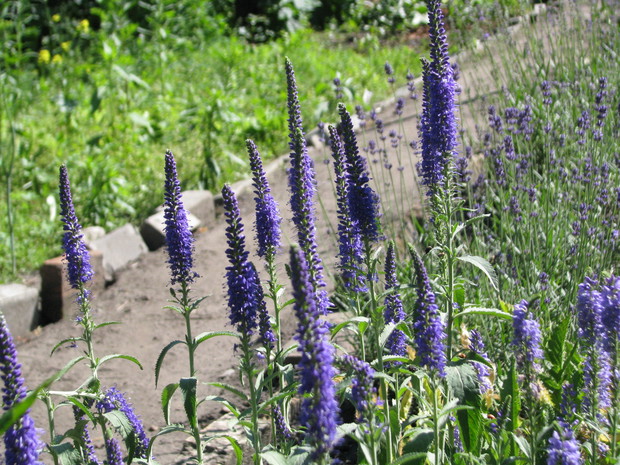 Kwitnące przetaczniki kłosowe na tle kwitnącej w oddali lawendy.