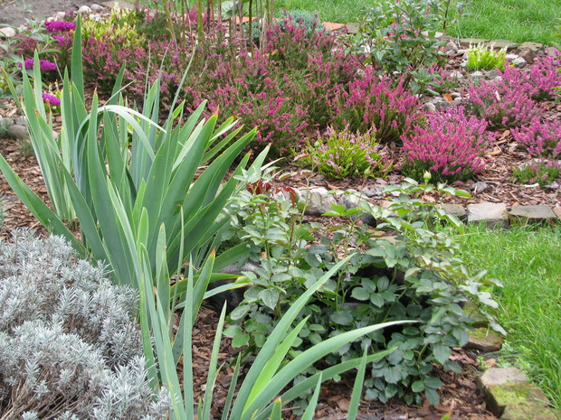 Lawenda, irysy, róża "Eden Rose 85" na chwilę przed kwitnieniem, a w tle kwitnące wrzosy.