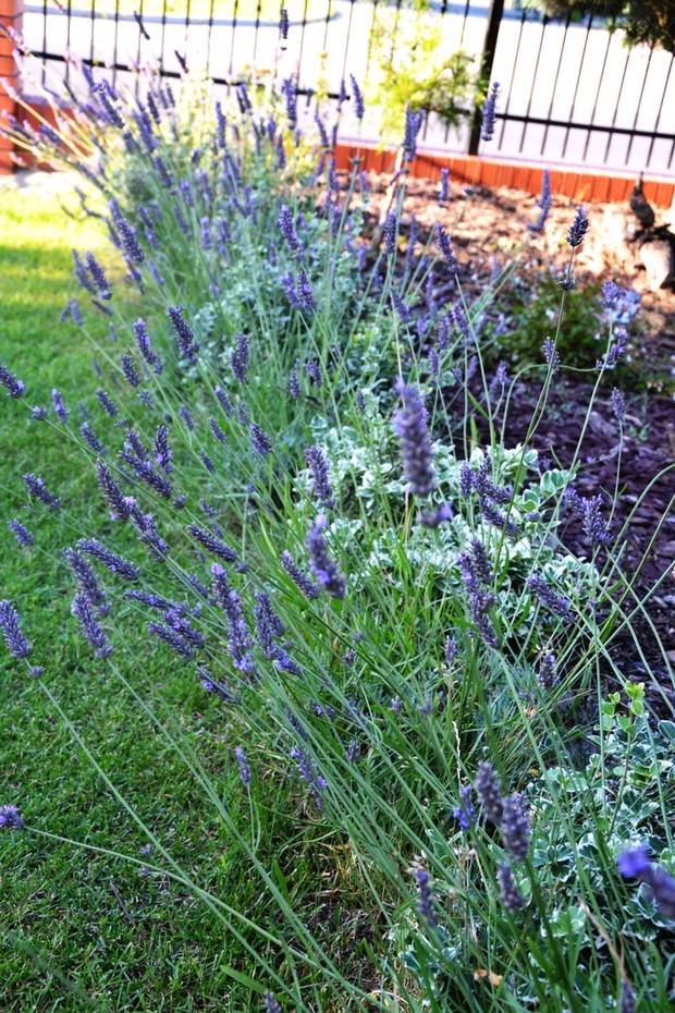 Lawenda wzdłuż wejścia do domu.