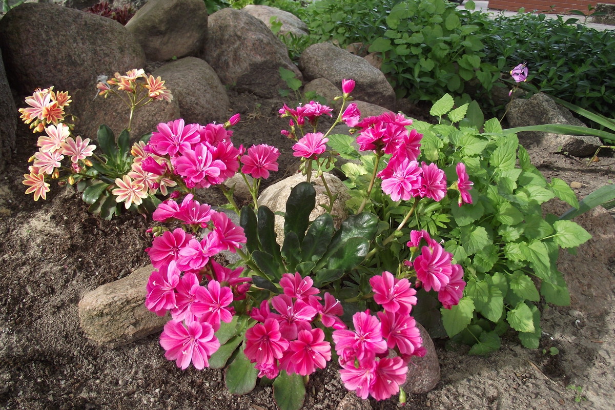 Lewizje zdobiące skalniak.