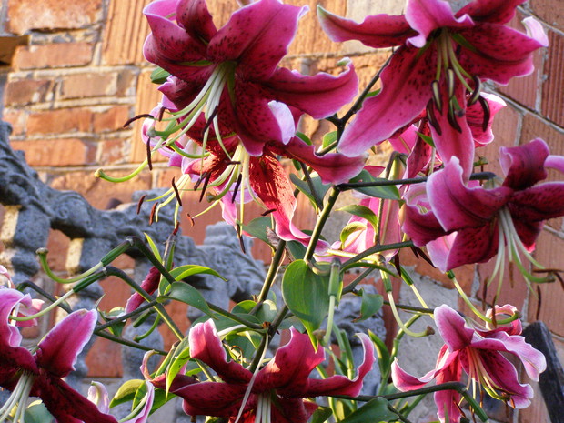 Lilia, która chciała sięgnąć nieba:) ( ok. 170 cm wysokości)