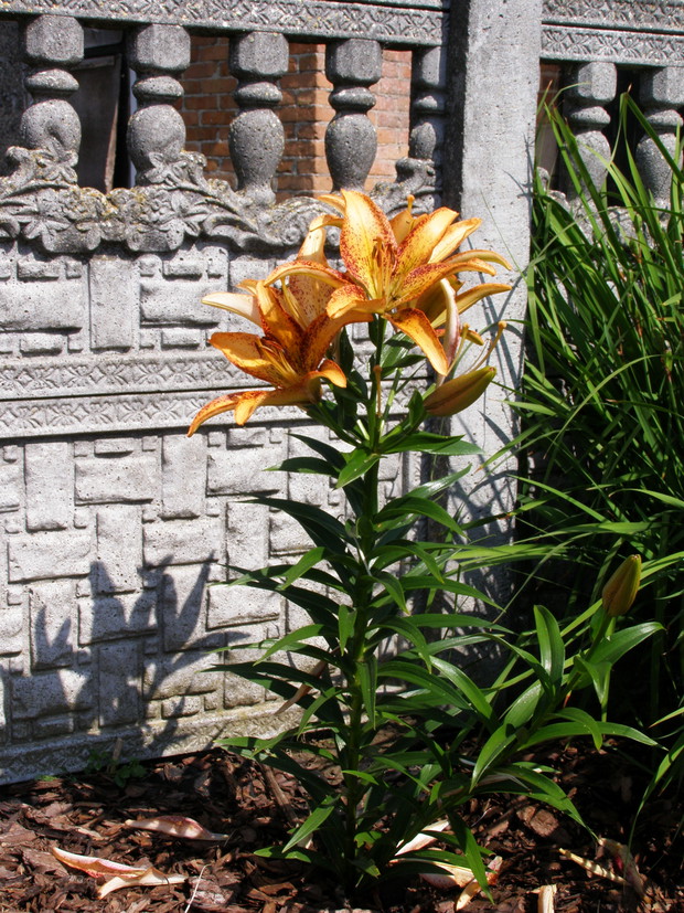 Lilia pełna słońca.