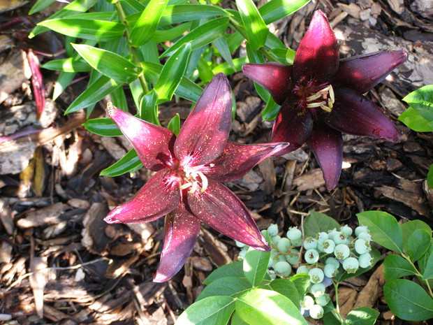 Lilia w ciemnej odsłonie.