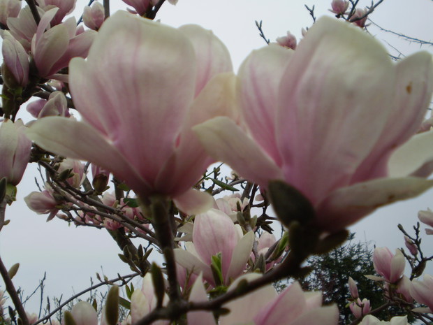 magnolia