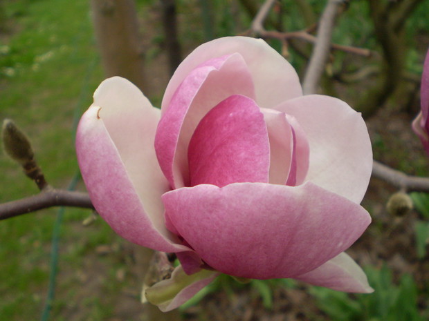 magnolia