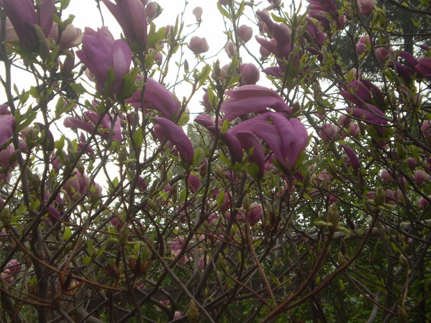 magnolie