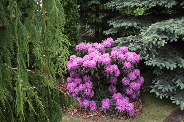 Majowa piękność - różanecznik.