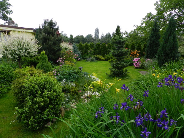 mała polanka z irysami i liliowcami,otoczona zimozielonymi roślinami-tuje szmaragdy,świerki,jodły i sosny i jałowce