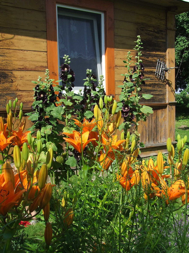 Malwa na wsi - koniecznie! Tutaj pod domem, bo płota nie mam.