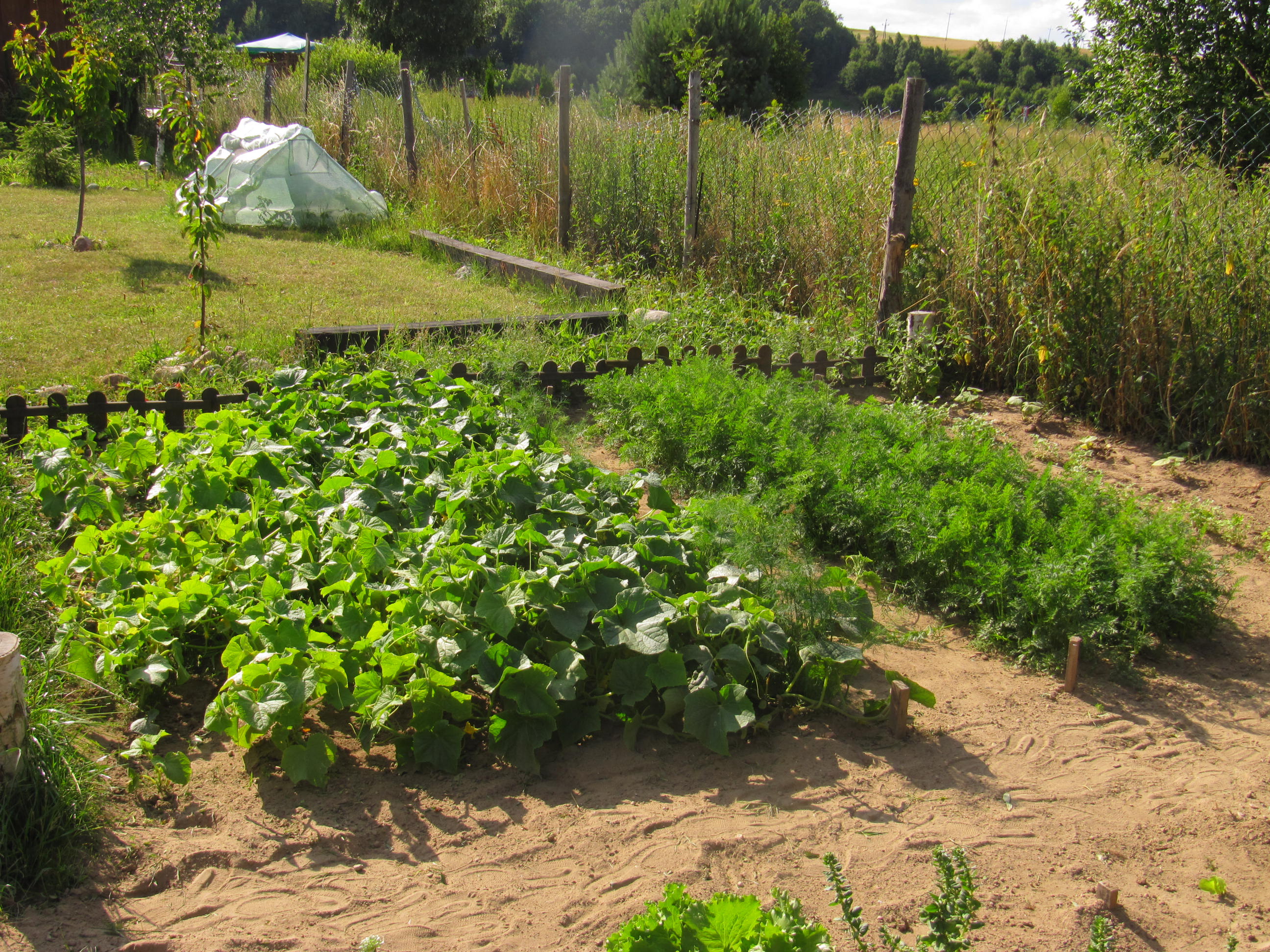 marchewka i ogórki - w tym roku po prostu gigantyczne