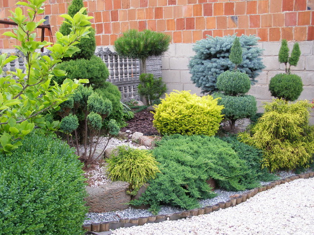 Metodą prób i błędów uczyłam się formować ogrodowe rzeźby, co sprawia mi dużą frajdę.