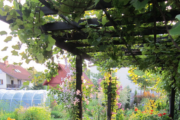 Miejsce wypoczynku w cieniu winorośli