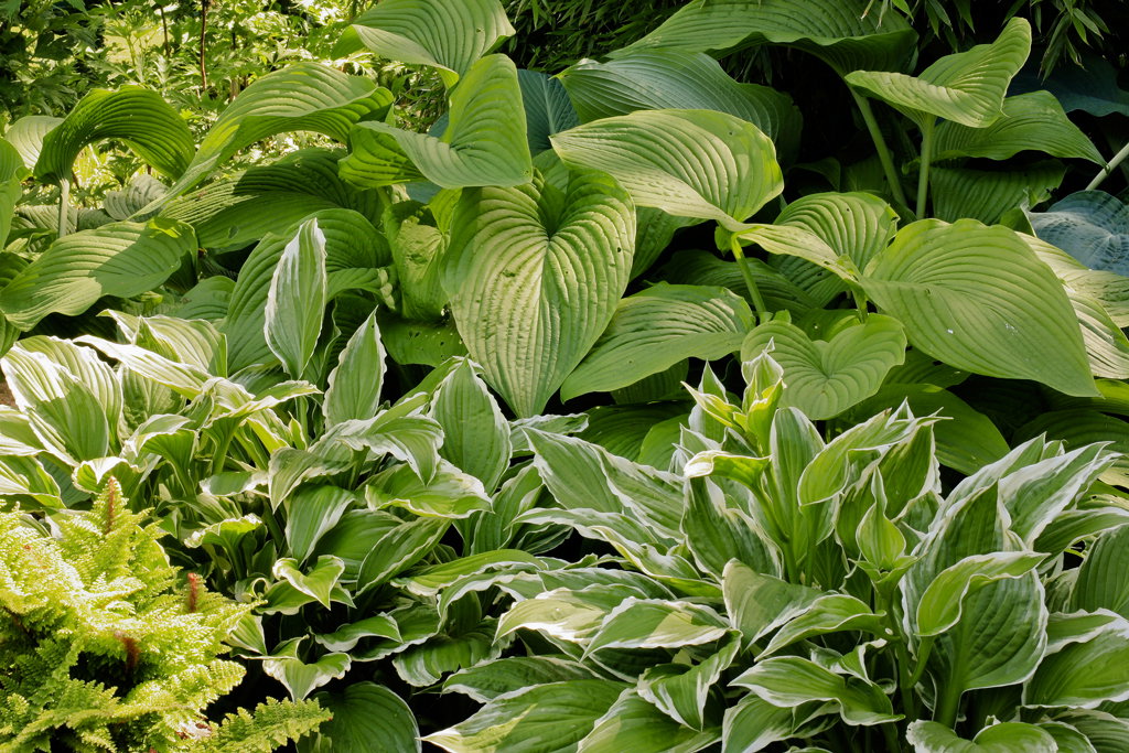 Mimo ciągłego niedosłonecznienia i słabej wilgotności podłoża pod drzewami doskonale czują się funkie