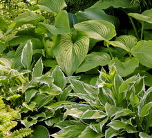 Mimo ciągłego niedosłonecznienia i słabej wilgotności podłoża pod drzewami doskonale czują się funkie