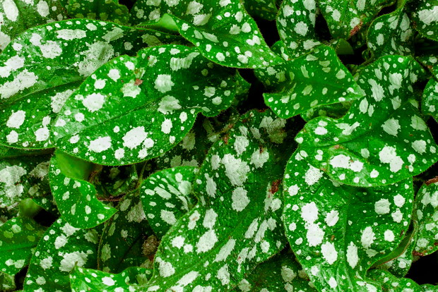 Miodunka pstra jest doskonałą rośliną okrywową do miejsc cienistych