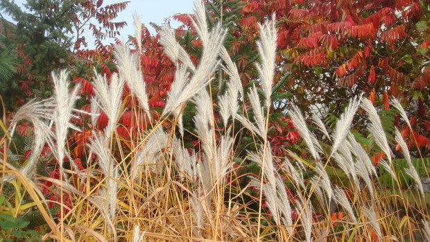 miskanty pod sumakiem ,choć mam wiele innych miskantów i rozplenic to jednak te najbardzej mnie zachwycają i są niezawodne a falujące kłosy są ozdobą ogrodu całą zimę