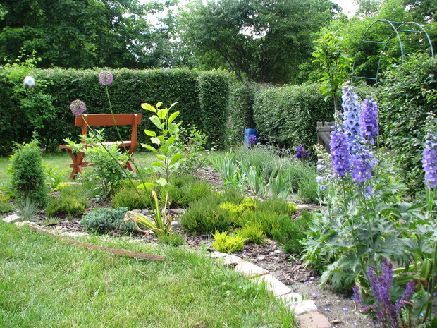 Młode drzewko magnolii "Rustica Rubra" na tle wrzosowiska, obok czosnek olbrzymi i smukłe kwiatostany ostróżki.