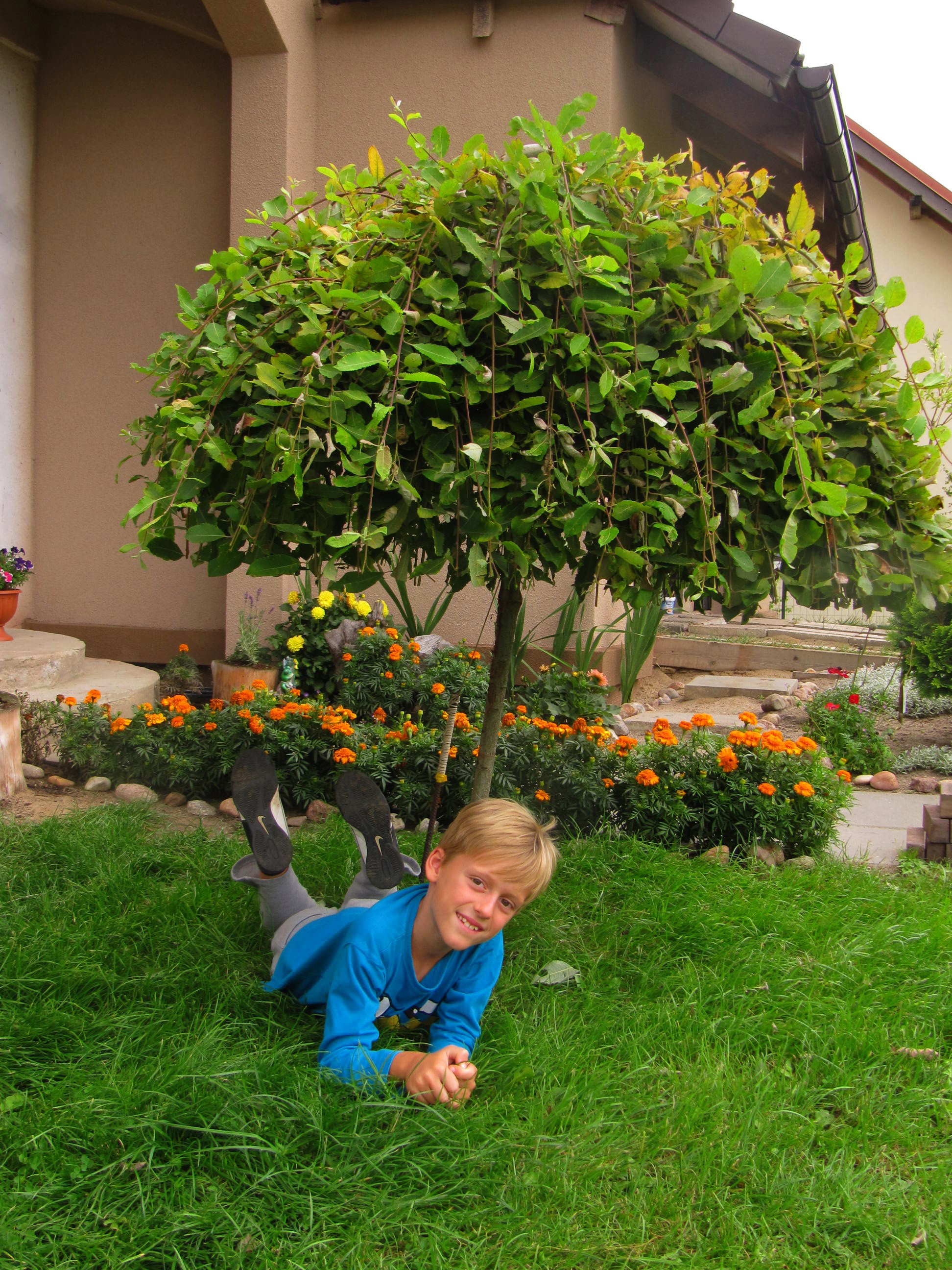 Mój siostrzeniec relaksuje się pod wierzbą 
