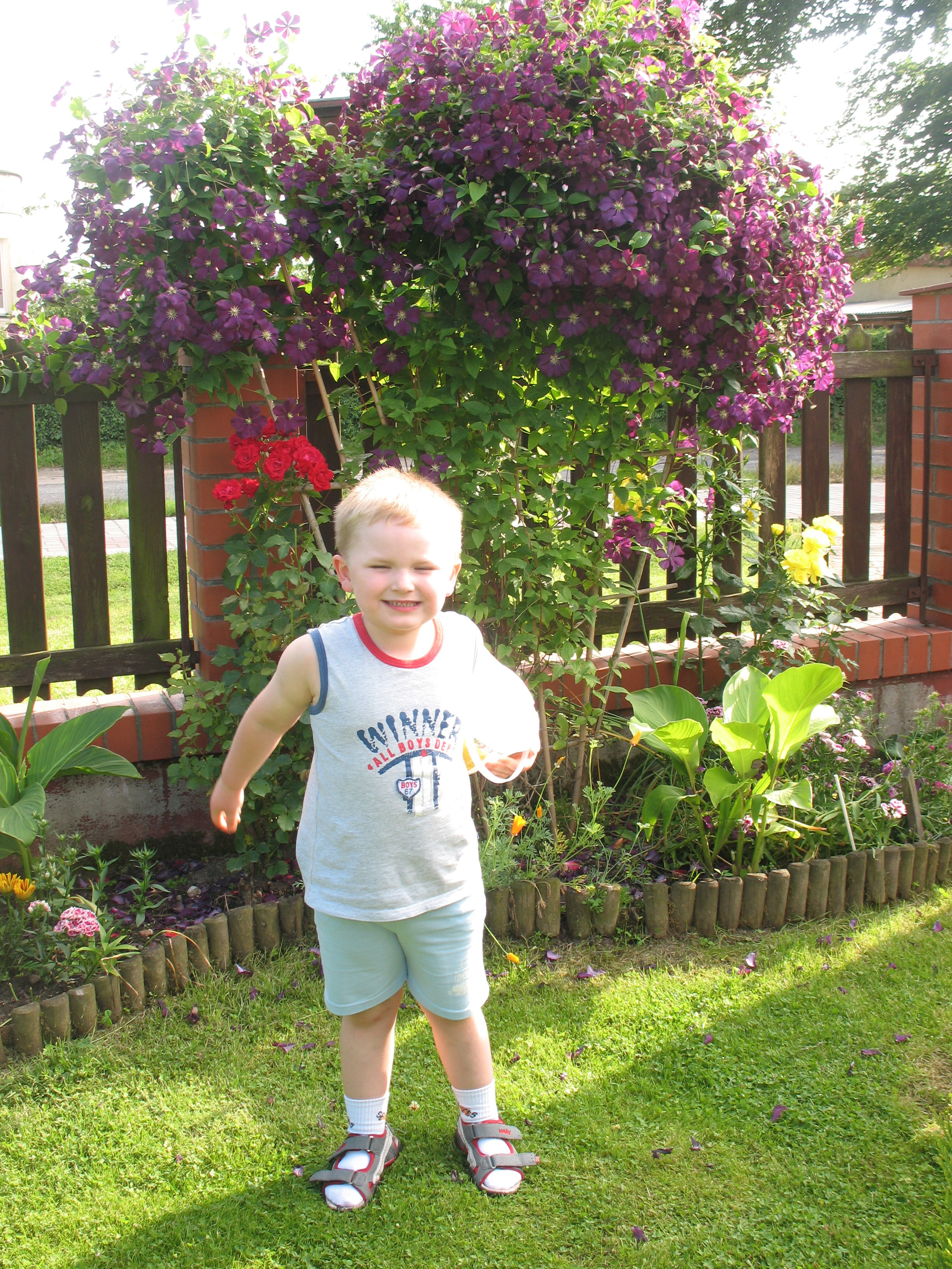 MÓJ SYNEK KAJTEK NA TLE'' KLEMATISA ''O KTÓREGO DBA BABCIA IRENKA W NASZYM OGRODZIE:)
