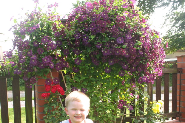 MÓJ SYNEK KAJTEK NA TLE'' KLEMATISA ''O KTÓREGO DBA BABCIA IRENKA W NASZYM OGRODZIE:)