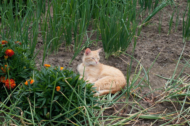 mój ulubieniec Tofik, pomaga przy pracach polowych