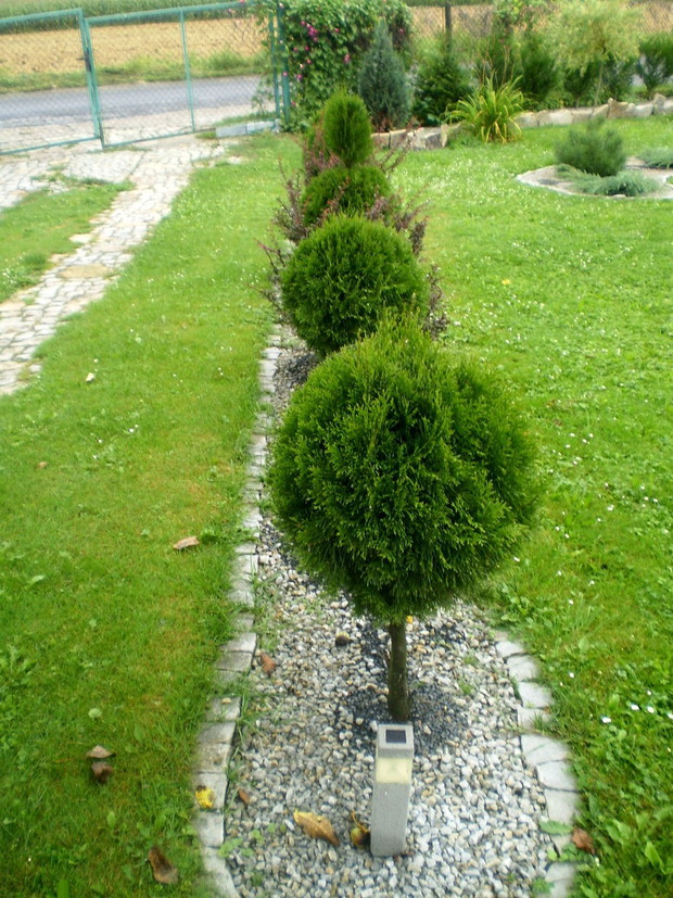 Moje ukochane kule z żywotników