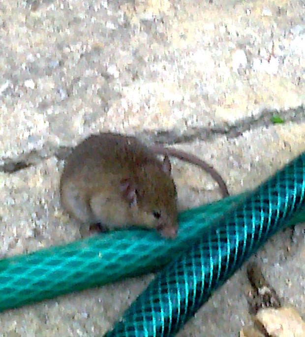 Myszka już chce wejść do domu