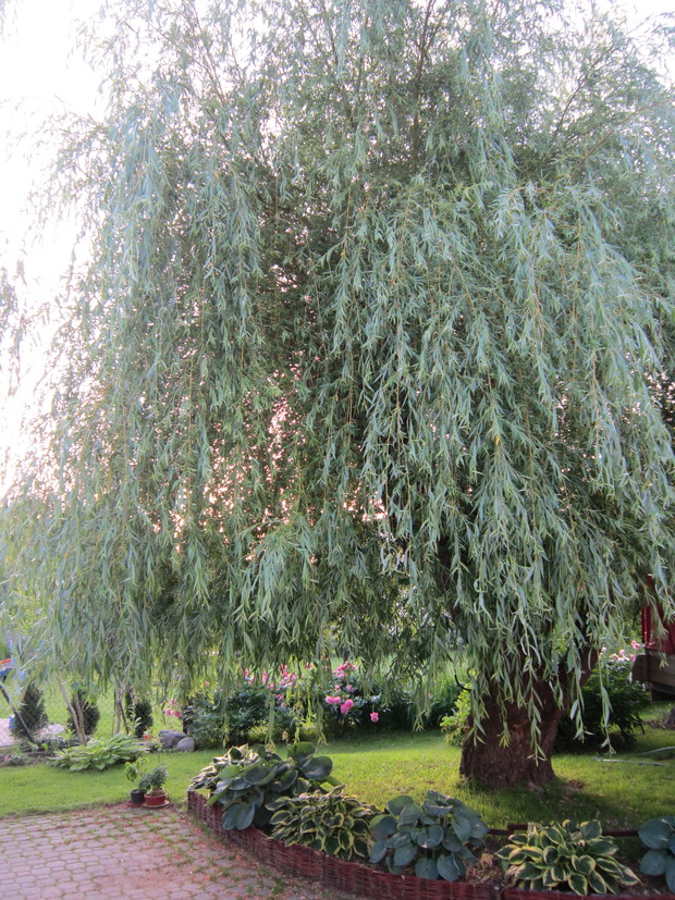 Nad podwórkiem góruje stara wierzba