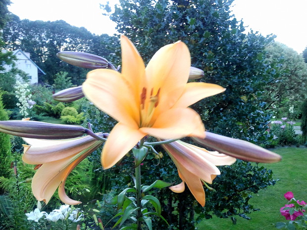 Największa, pachnaca Lilia w moim ogrodzie.