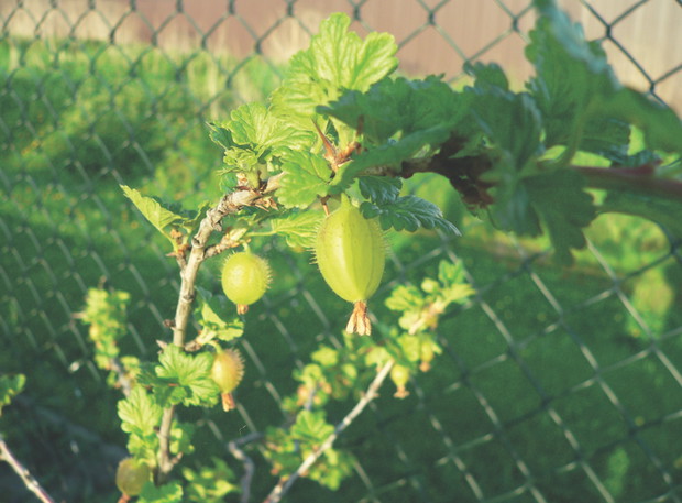 Nasi goście lubią sobie podjadać owoce prosto z gałązek. Dlatego wszystkie drzewa, krzewy
i warzywa uprawiamy w sposób ekologiczny. Jako nawóz stosujemy ziemię kompostową.