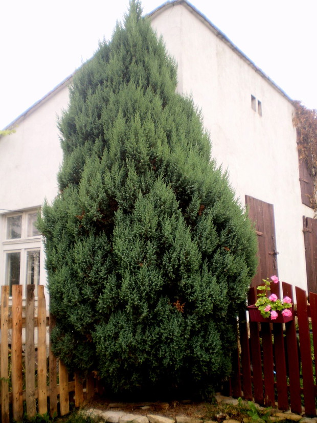 Nasz kłujący gigant