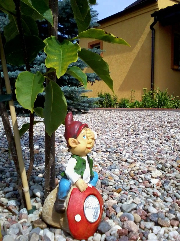 Nieśmiały krasnal zadomowił się w ogrodzie na dobre...