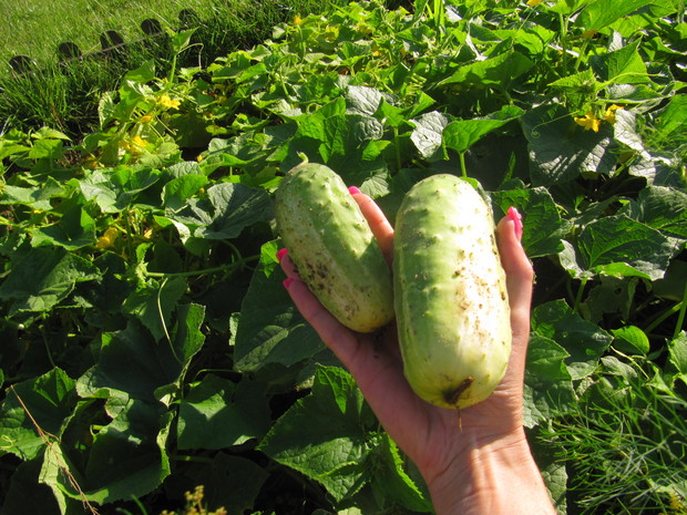 "ogóreczki" sałatkowe