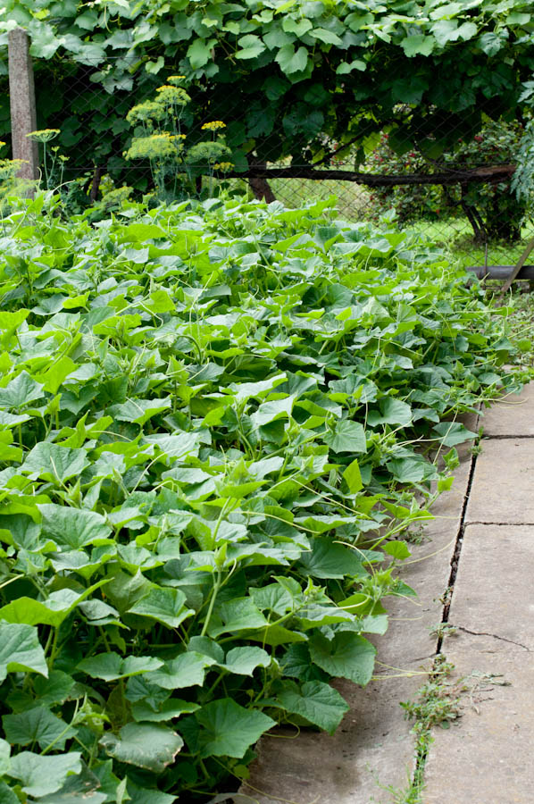 ogórki które są odporne na choroby