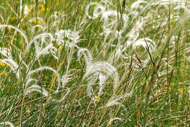 Ostnica piórkowata kwitnie w czerwcu-lipcu