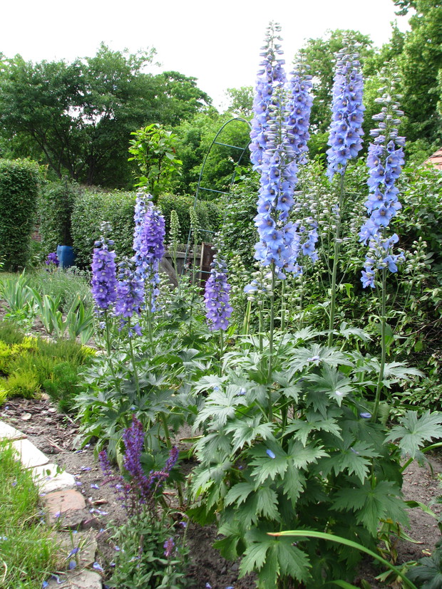 Ostróżki - jedne z najwyższych kwitnących bylin.