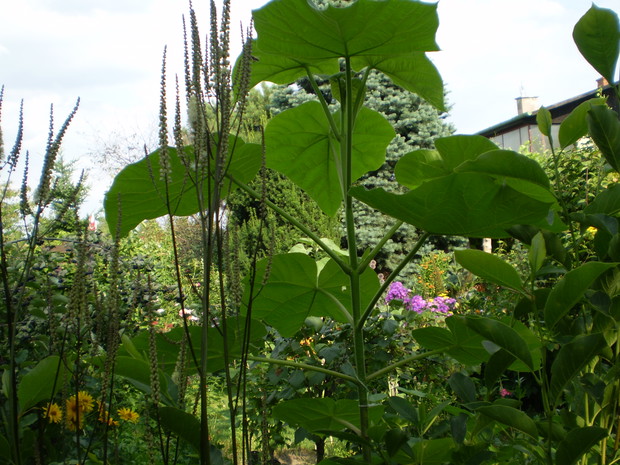 Paulownia i świecznica
