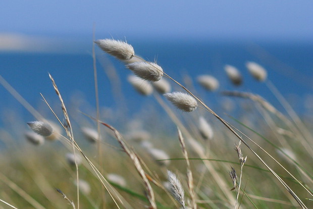 Pękate kłoski dmuszka jajowatego
