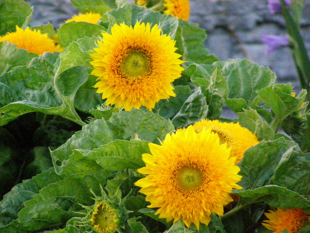 Pełne słoneczniki:)