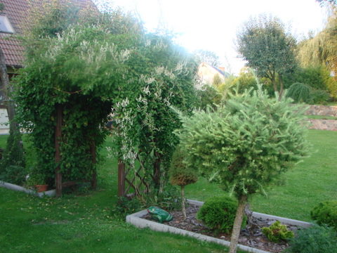 Pergola obrośnięta rdestem.... piękne wejście....