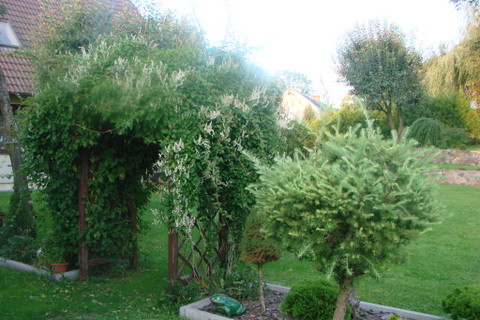 Pergola obrośnięta rdestem.... piękne wejście....