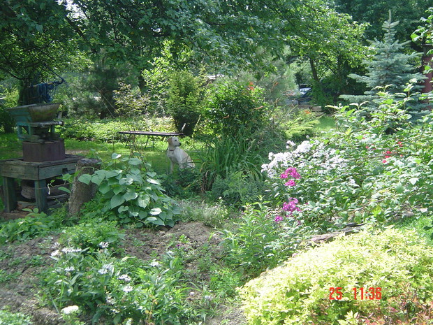 Pies Portos przy starych żarnach