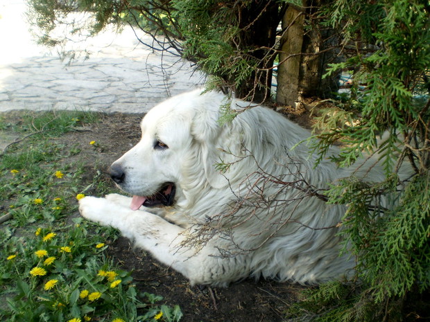 Pod swoimi ulubionymi drzewami, które dają cień i ochłodę