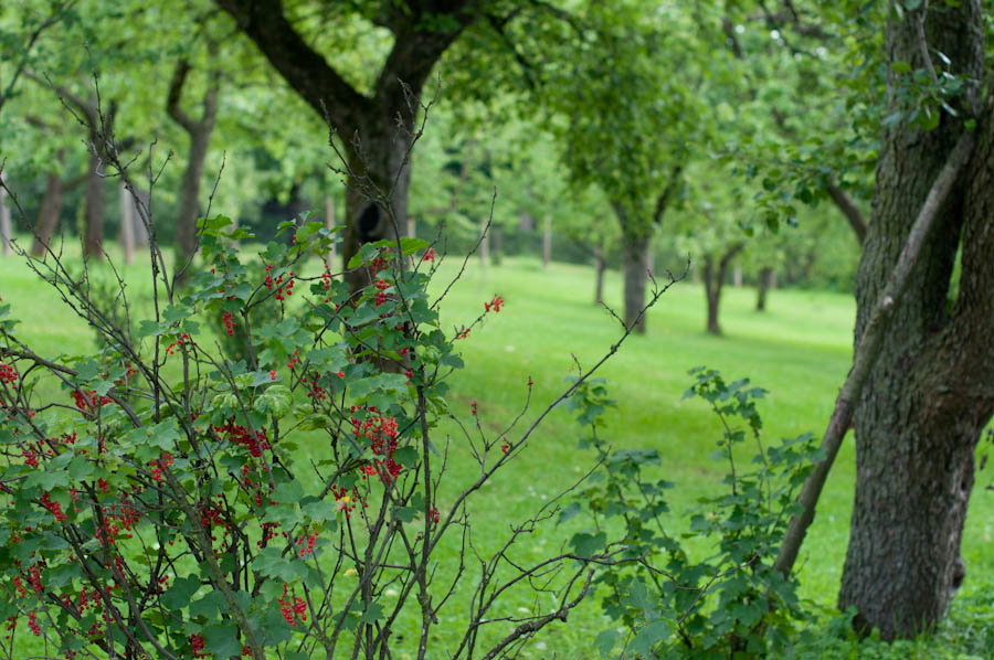 porzeczki pomiędzy drzewami owocowymi