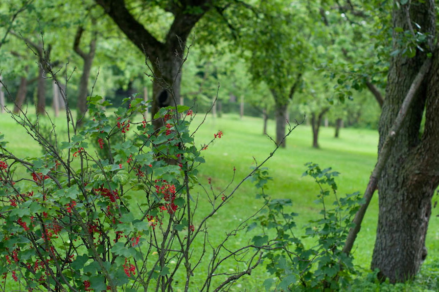 porzeczki pomiędzy drzewami owocowymi