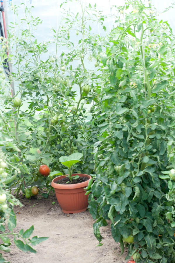 pośród pomidorków w folii bakłazan