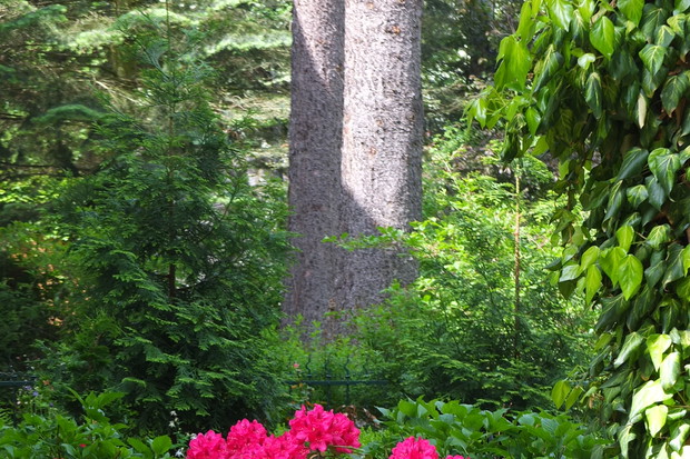 przedogródek wiosną
