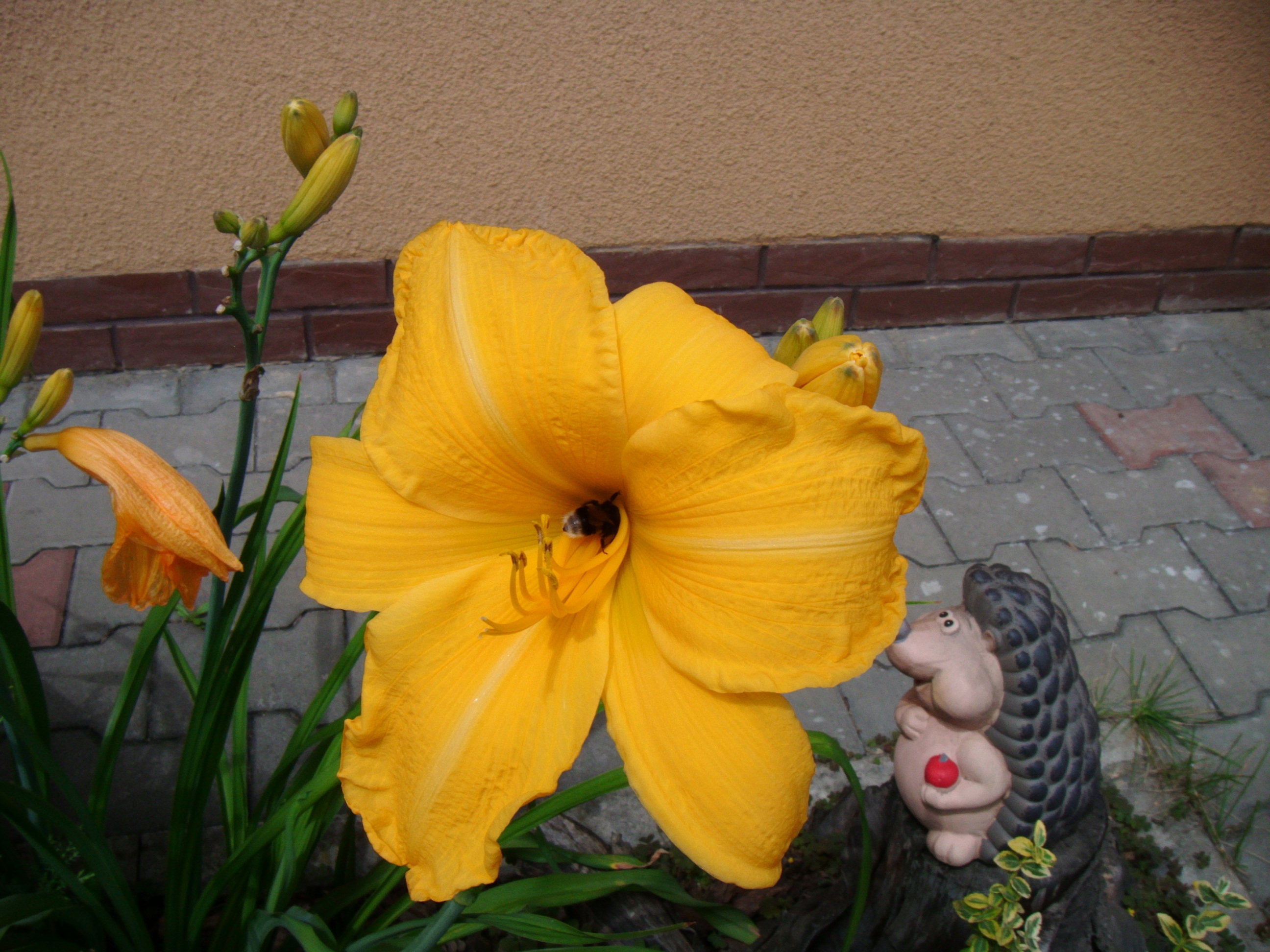 Pszczółki lubią liliowce,jeżyki chyba też....